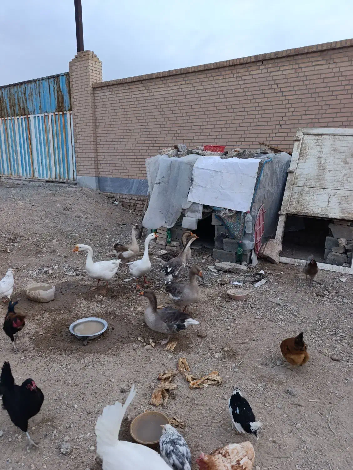 قوغاز های اصل|حیوانات مزرعه|رباط‌کریم, رباط‌کریم|دیوار