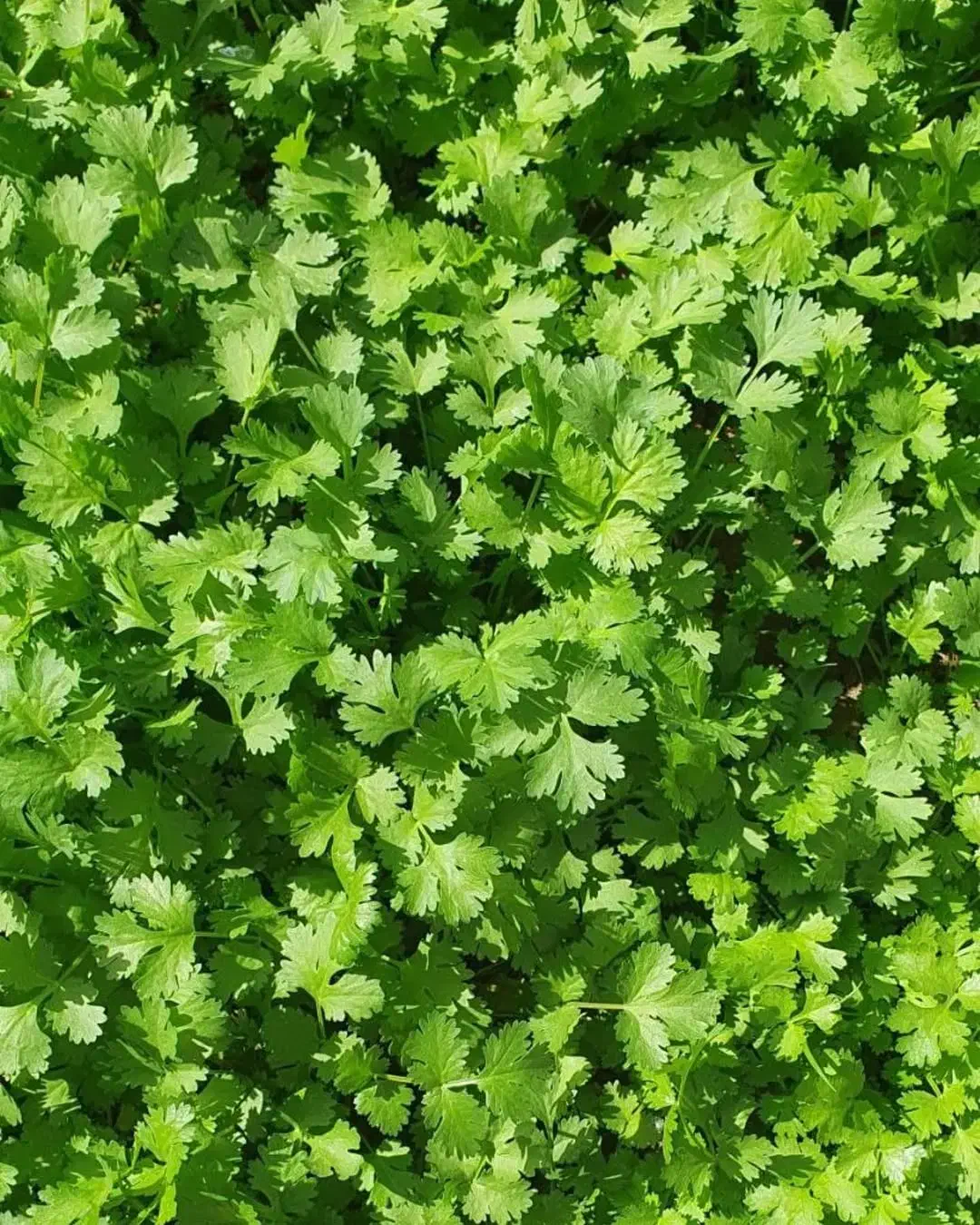 پاک کردن سبزی و خورد کردن و سرخ کردن|خوردنی و آشامیدنی|رشت, منظریه|دیوار