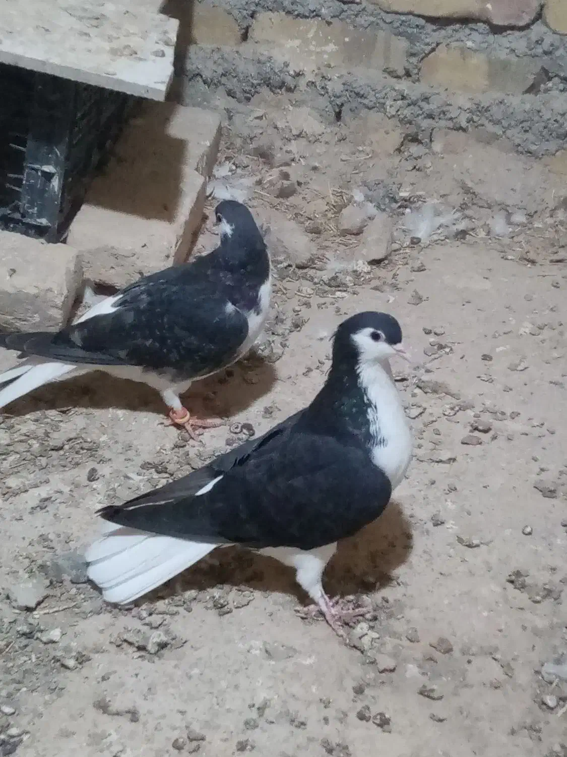 کفتر طوقی|پرنده|کاشمر, |دیوار