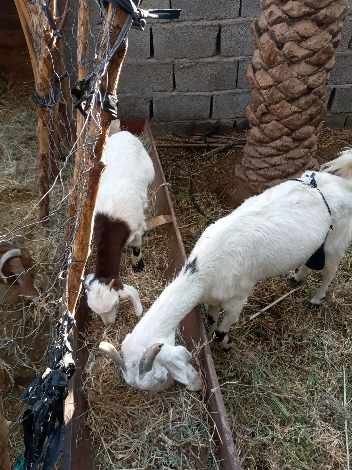 بزبایک کهره ماده|حیوانات مزرعه|عنبرآباد, |دیوار