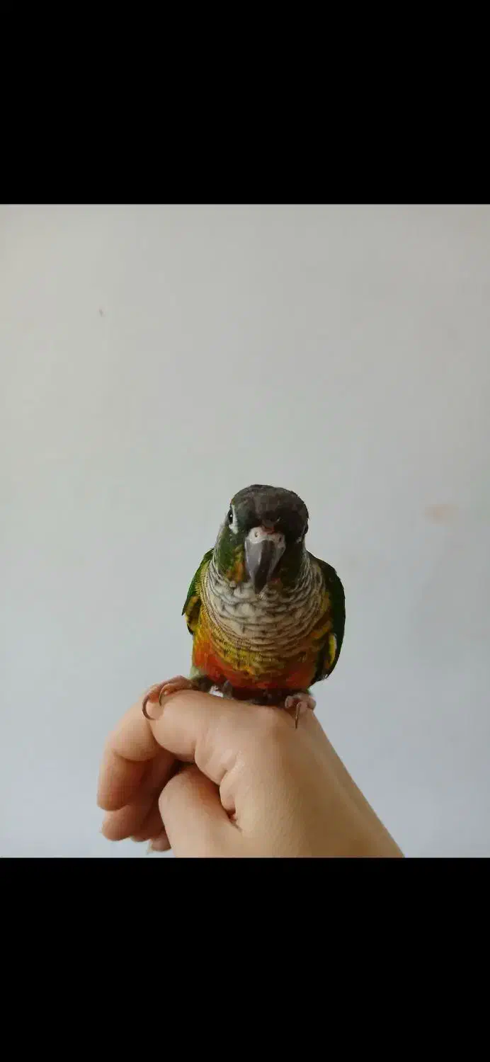 جفت طوطی گرینچیک|پرنده|تربت‌حیدریه, اندیشه|دیوار