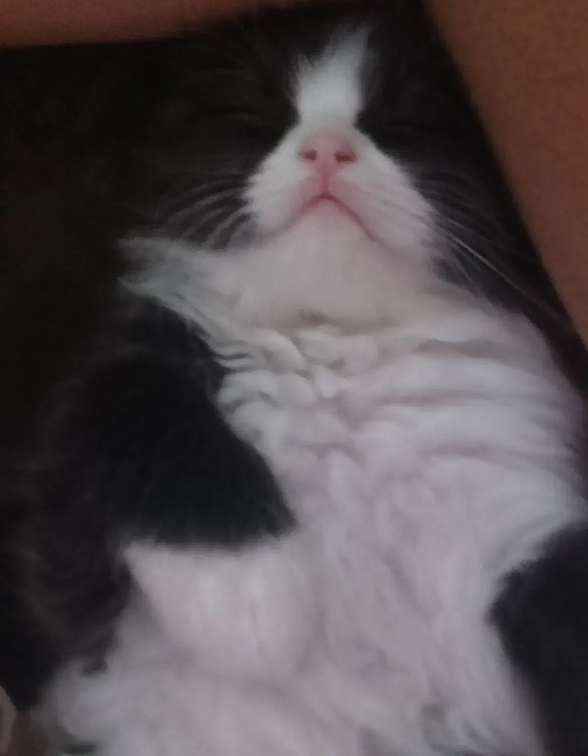 گربه پرشین|گربه|یاسوج, |دیوار