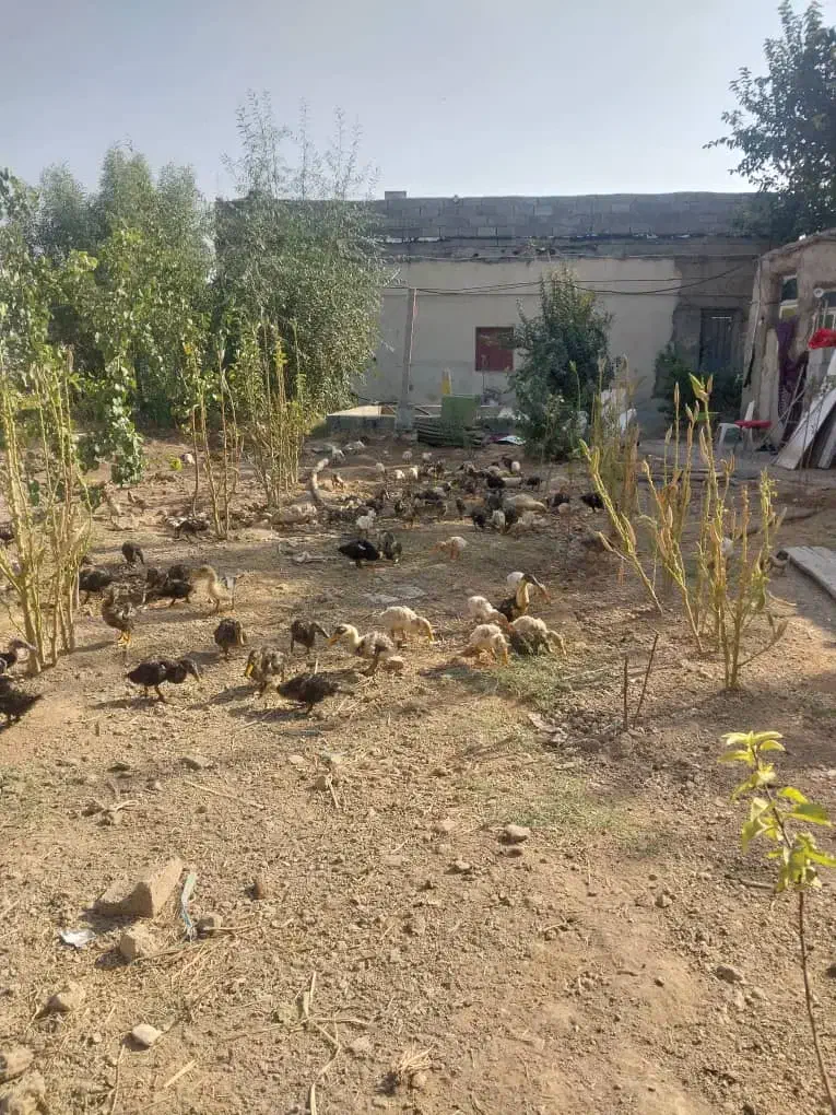 فروش اردک محلی|حیوانات مزرعه|ری, فیروزآباد|دیوار