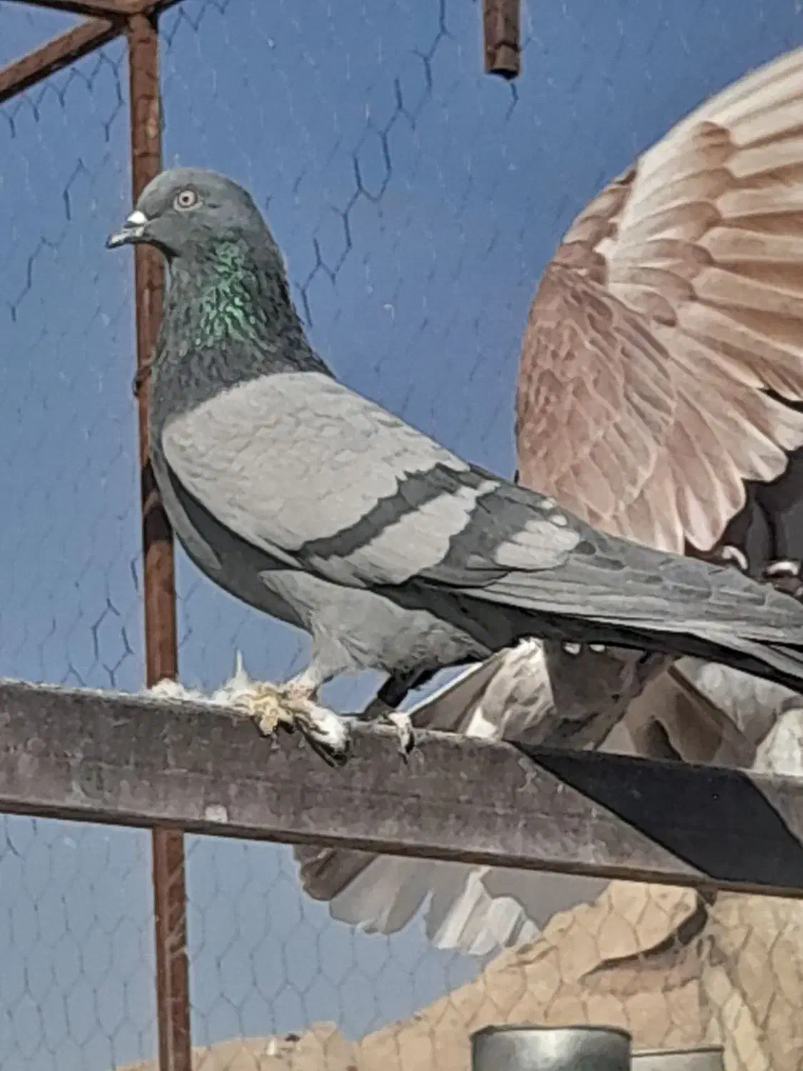 کبوتر پرشی|پرنده|پیر بکران, |دیوار