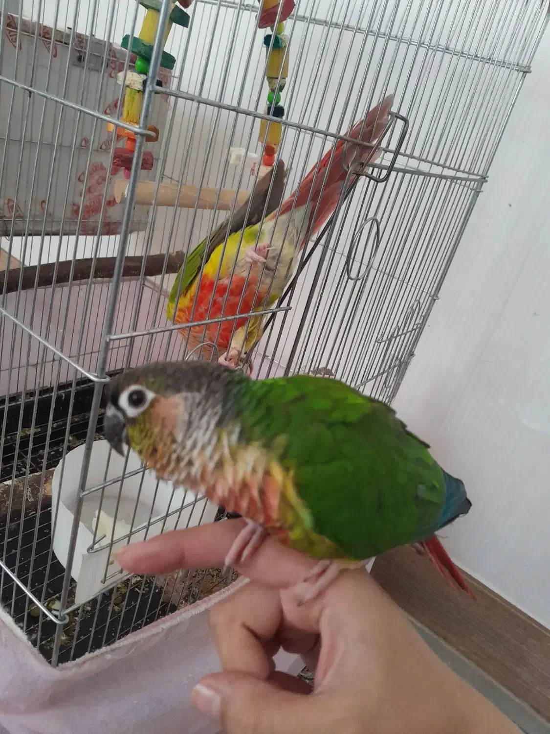 گرینچیک جفت|پرنده|قزوین, |دیوار