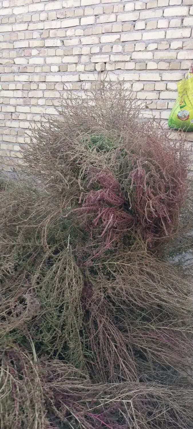 جارو بزرگ  (چارخ)|لوازم نظافت|قیدار, |دیوار