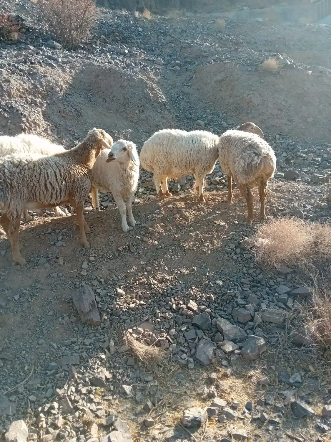 بره نر گوشتی|حیوانات مزرعه|بیرجند, |دیوار