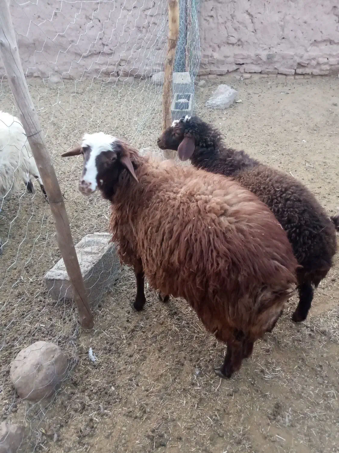 گوسفند|حیوانات مزرعه|نیمبلوک, |دیوار