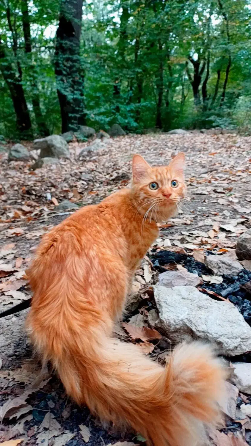 فروشی|گربه|بجنورد, |دیوار