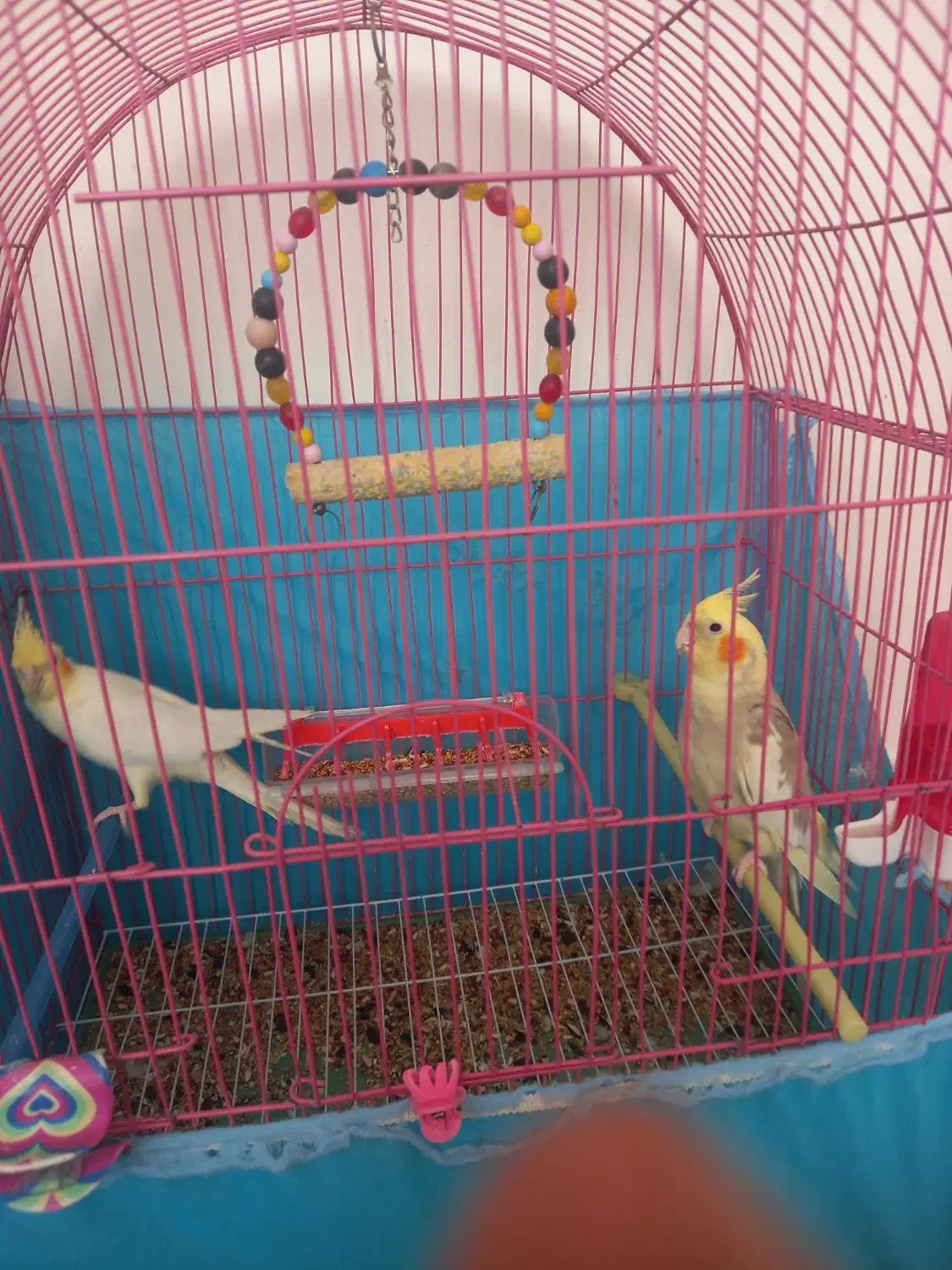 طوطی عروس هلندی|پرنده|اردبیل, |دیوار