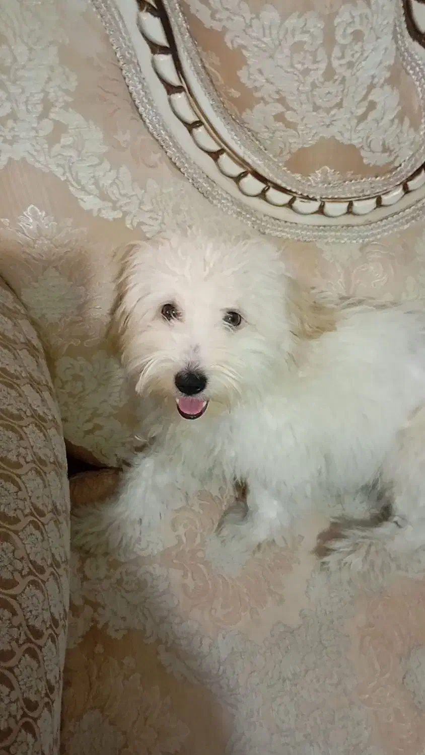 حیوان|سگ|نظرآباد, شهرک سید جمال الدین|دیوار