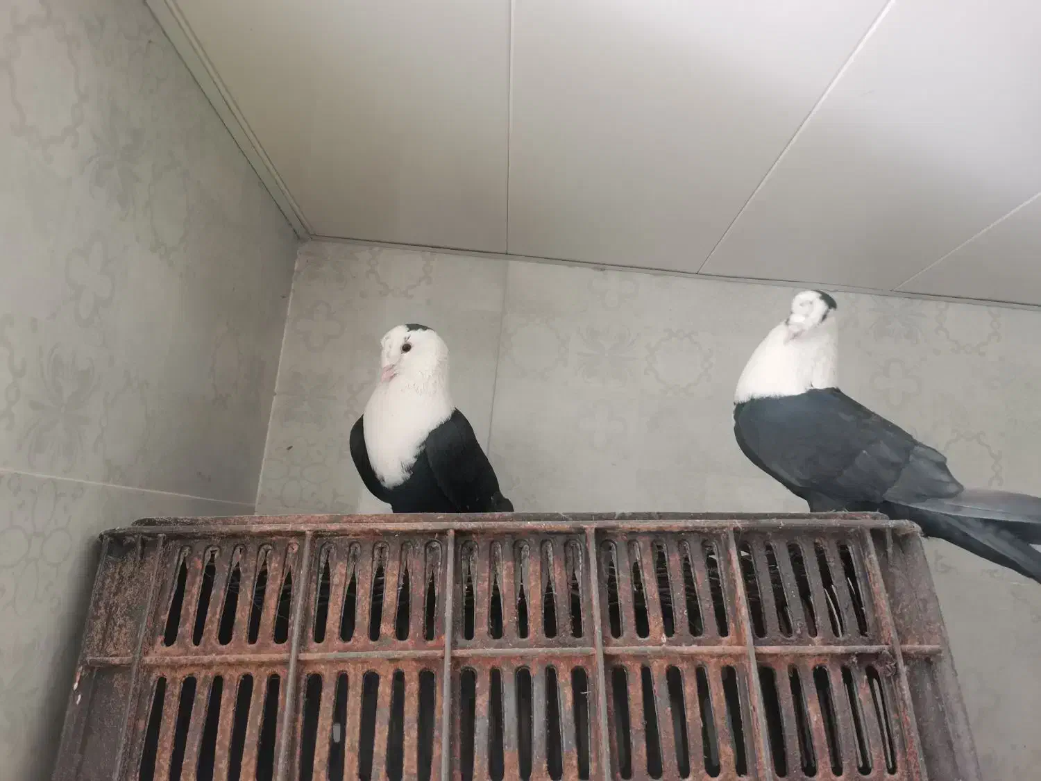 کله سفید|پرنده|شیراز, گویم|دیوار