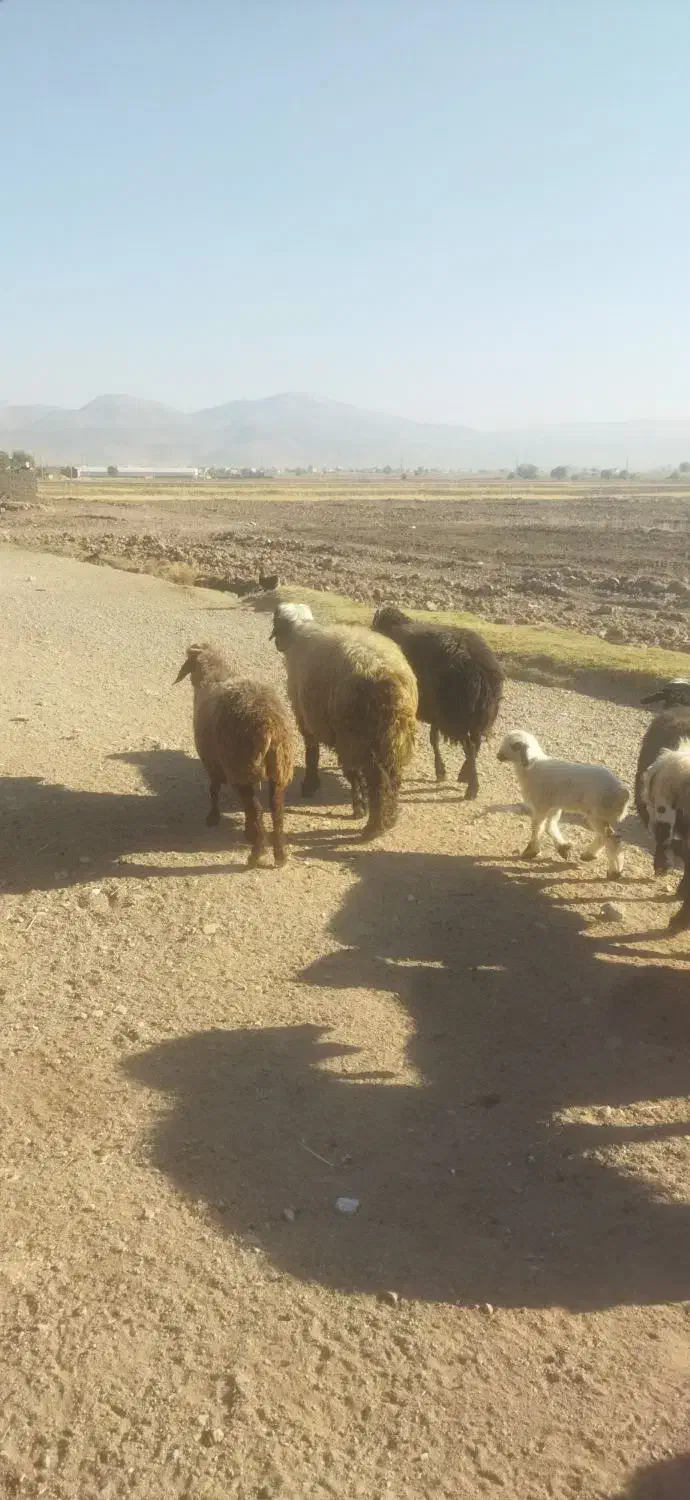 قوچ بختیاری|حیوانات مزرعه|خانمیرزا, |دیوار