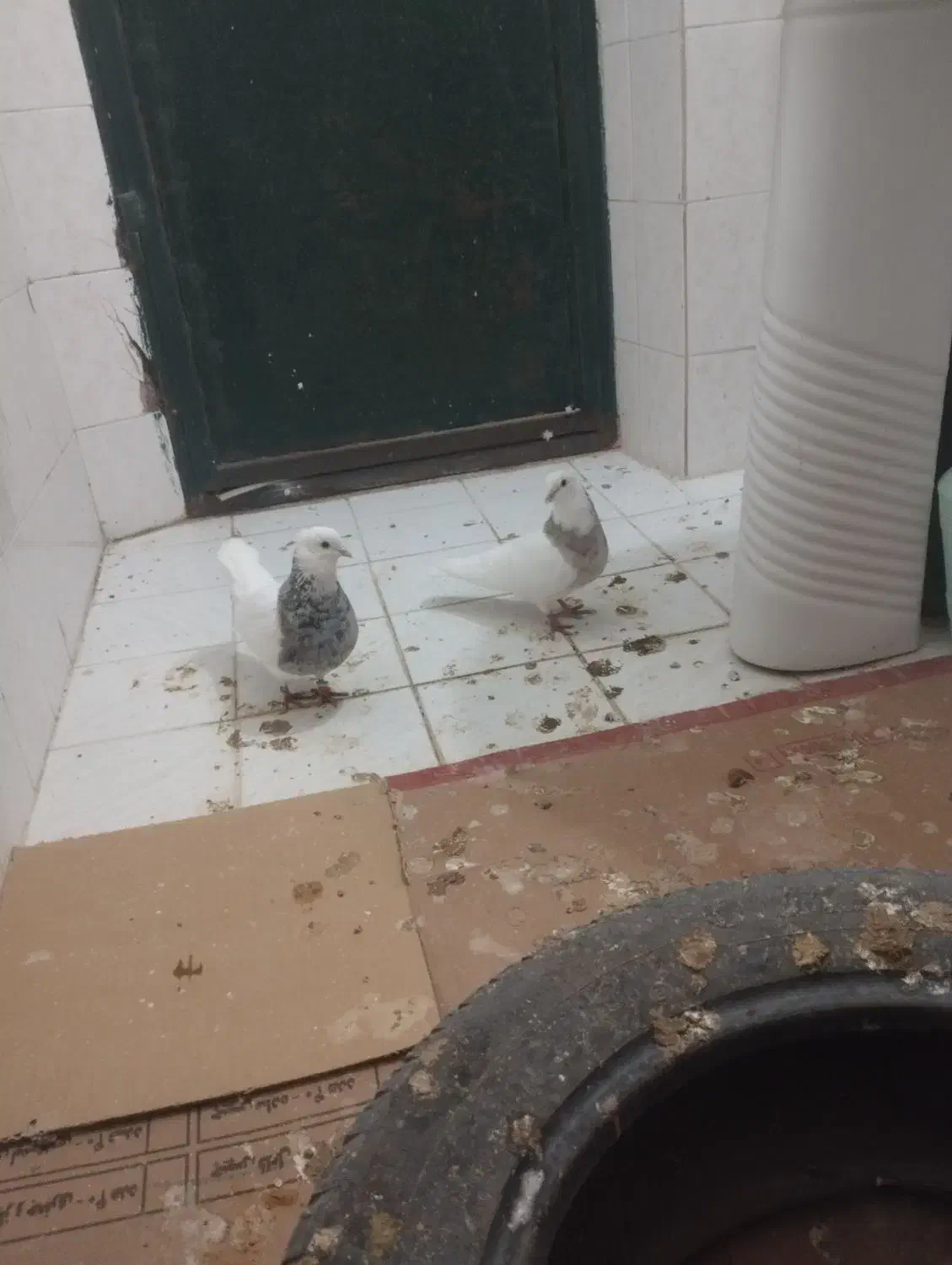 طوقی پاک و جوجه رسون|پرنده|فردوس (خراسان), |دیوار