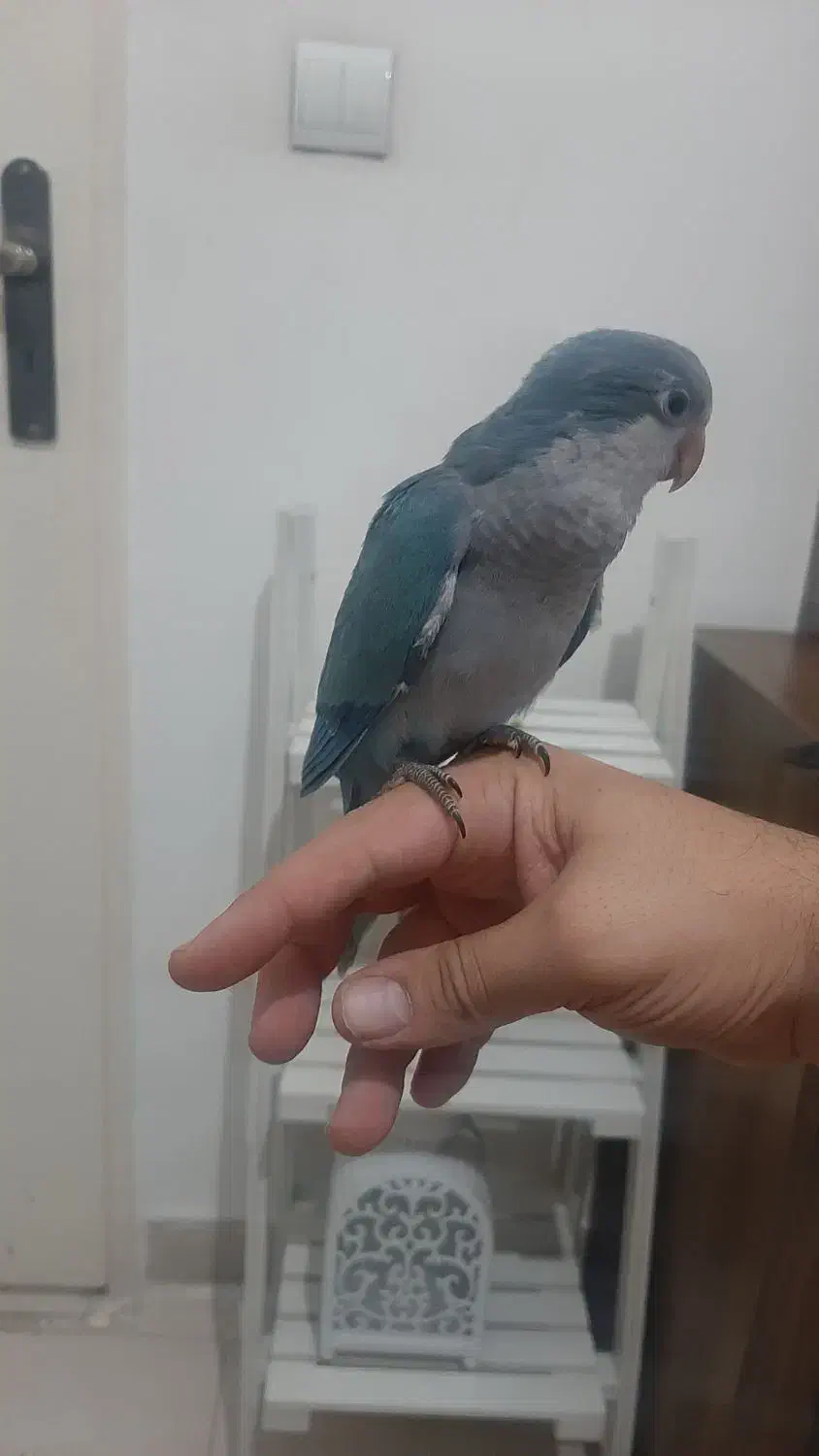 جوجه راهب آبی حلقه پا تازه دونخور رام|پرنده|شهریار, شهرک وائین|دیوار