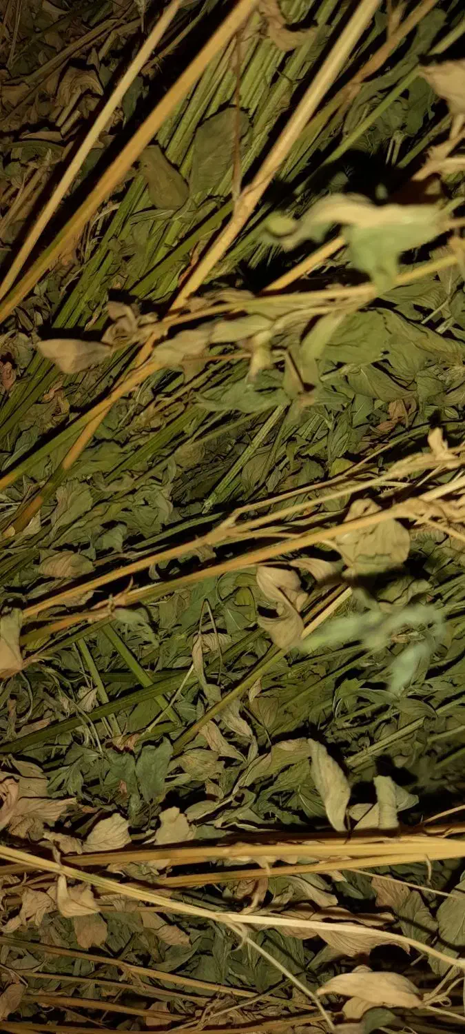 یونجه ریز قلم|لوازم جانبی حیوانات|صائین قلعه, |دیوار