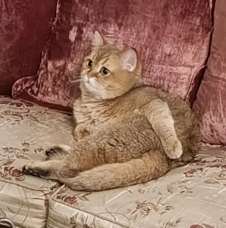 گربه نر نژاد بریتیش|گربه|قرچک, زیبا شهر|دیوار