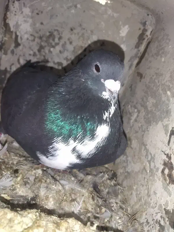 تعدادی کبوتر|پرنده|مینودشت, |دیوار