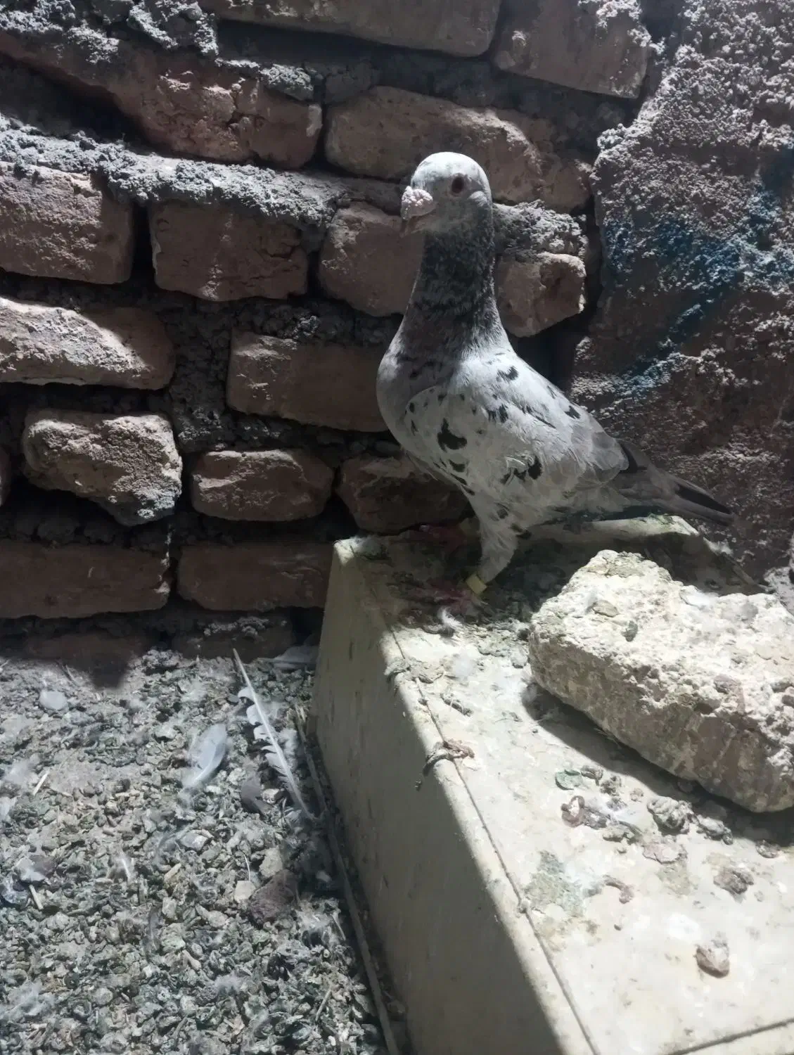 سار|پرنده|تربت‌حیدریه, باغ سلطانی|دیوار