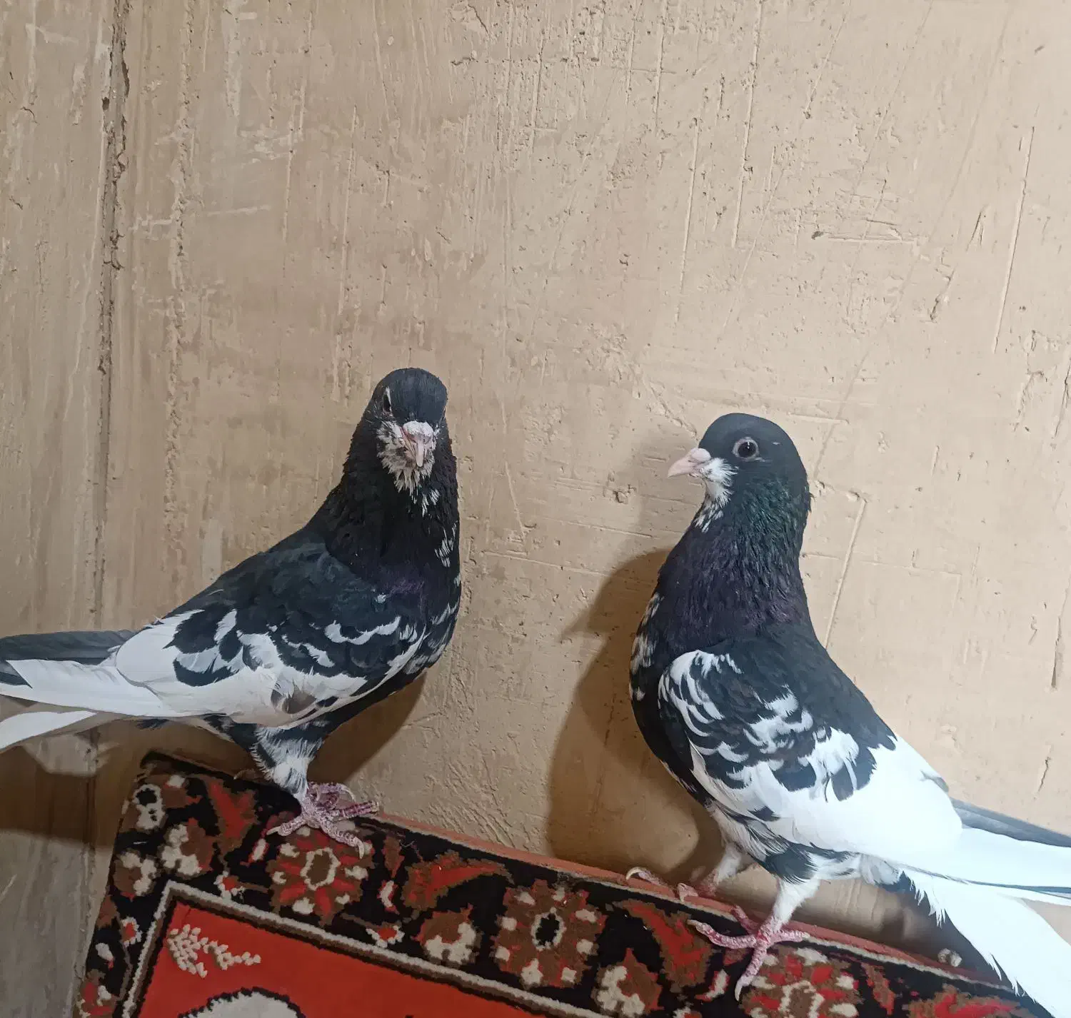 یه جفت نر ماده شهری|پرنده|شیراز, حومه شیراز|دیوار