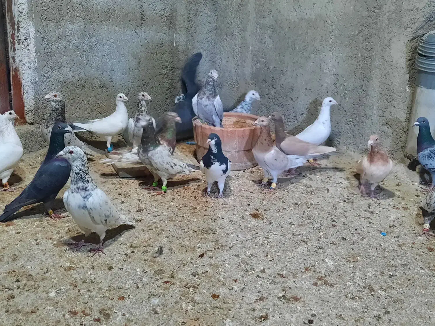 دسته سرور ۱۸تایی|پرنده|ارژن, |دیوار