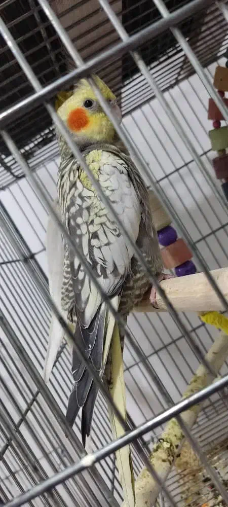 فروش عروس هلندی|پرنده|شوشتر, |دیوار