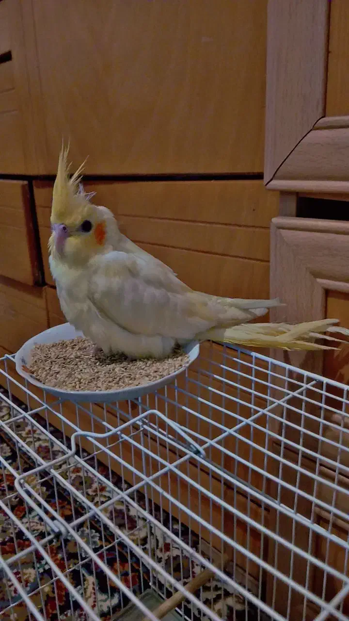 عروس هلندی گمشده|حیوانات|شیروان (خراسان), |دیوار