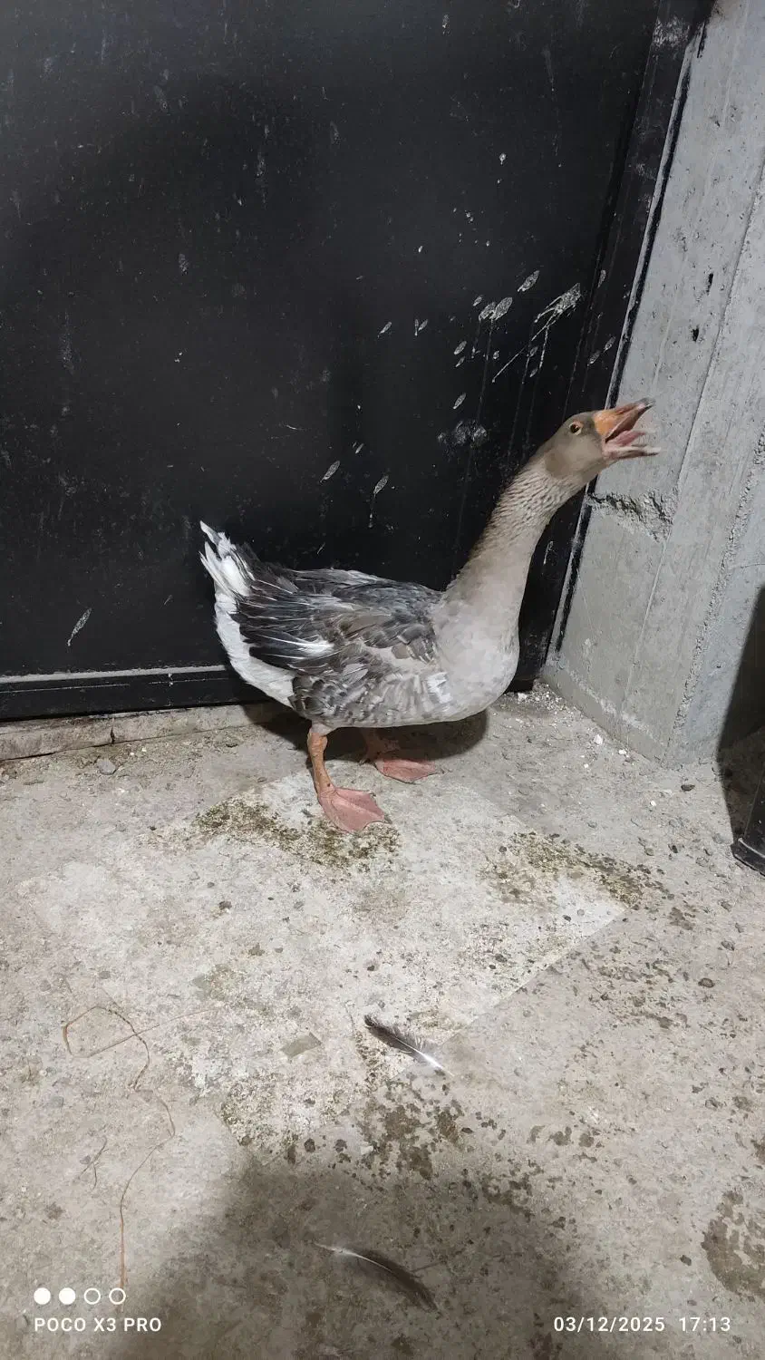 ۲۵ قطعه غاز در وزن های ۲تا ۳/۵|حیوانات مزرعه|تنکابن, |دیوار