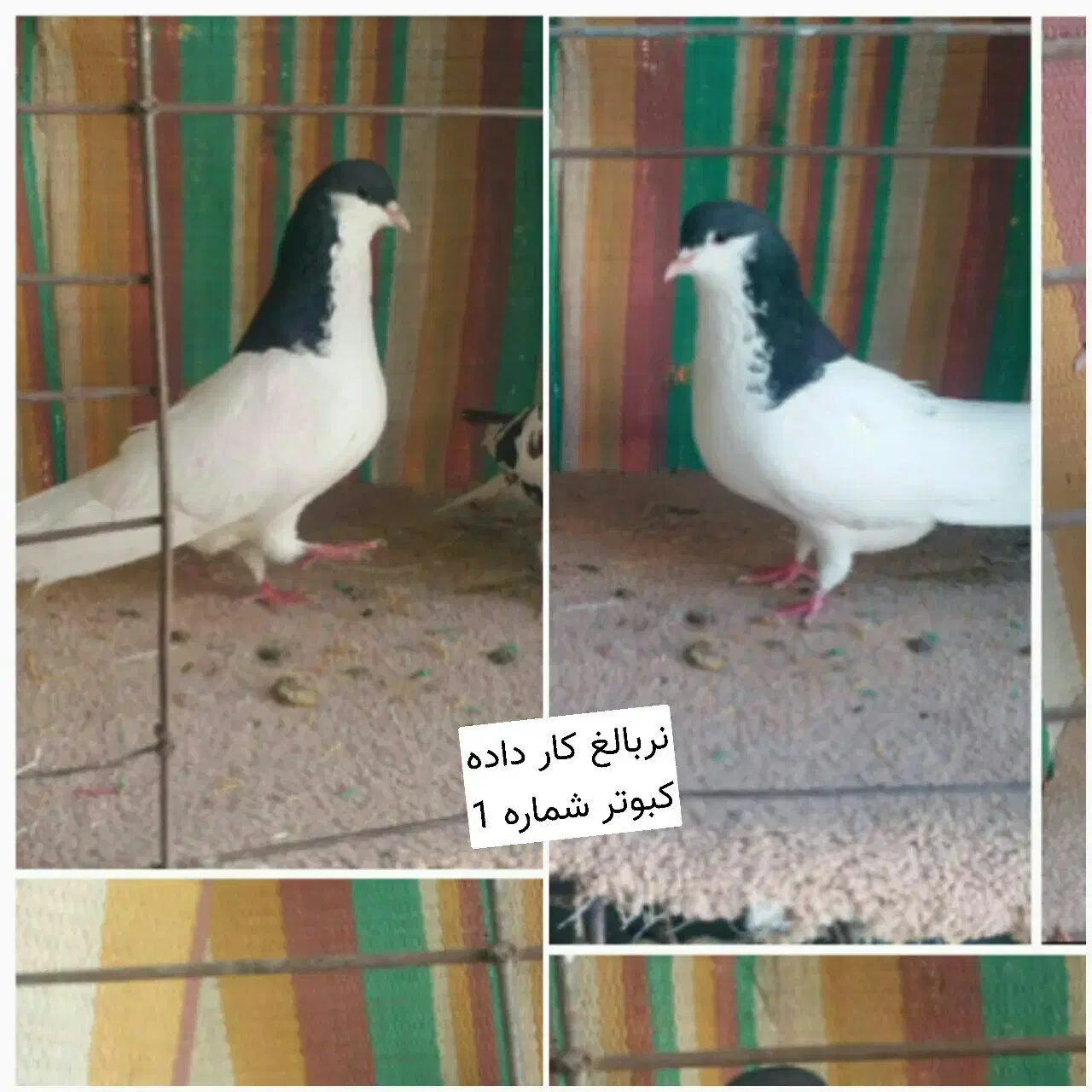 کبوتر طوقی و شهری یال چپ فیروزآباد میمند|پرنده|شیراز, عفیف‌آباد|دیوار