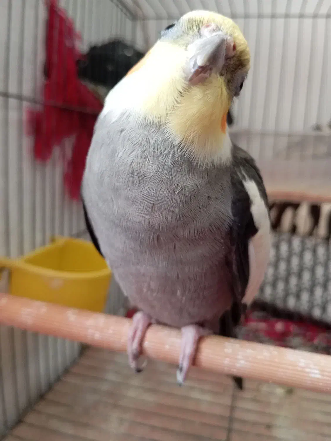 فروش عروس هلندی|پرنده|کرج, محمود آباد|دیوار