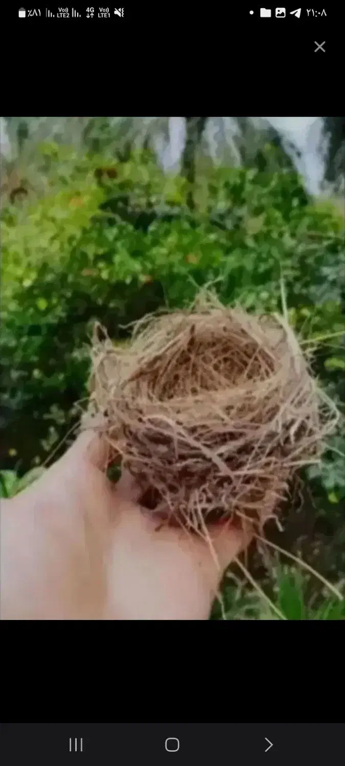 قناری|پرنده|کارون, |دیوار