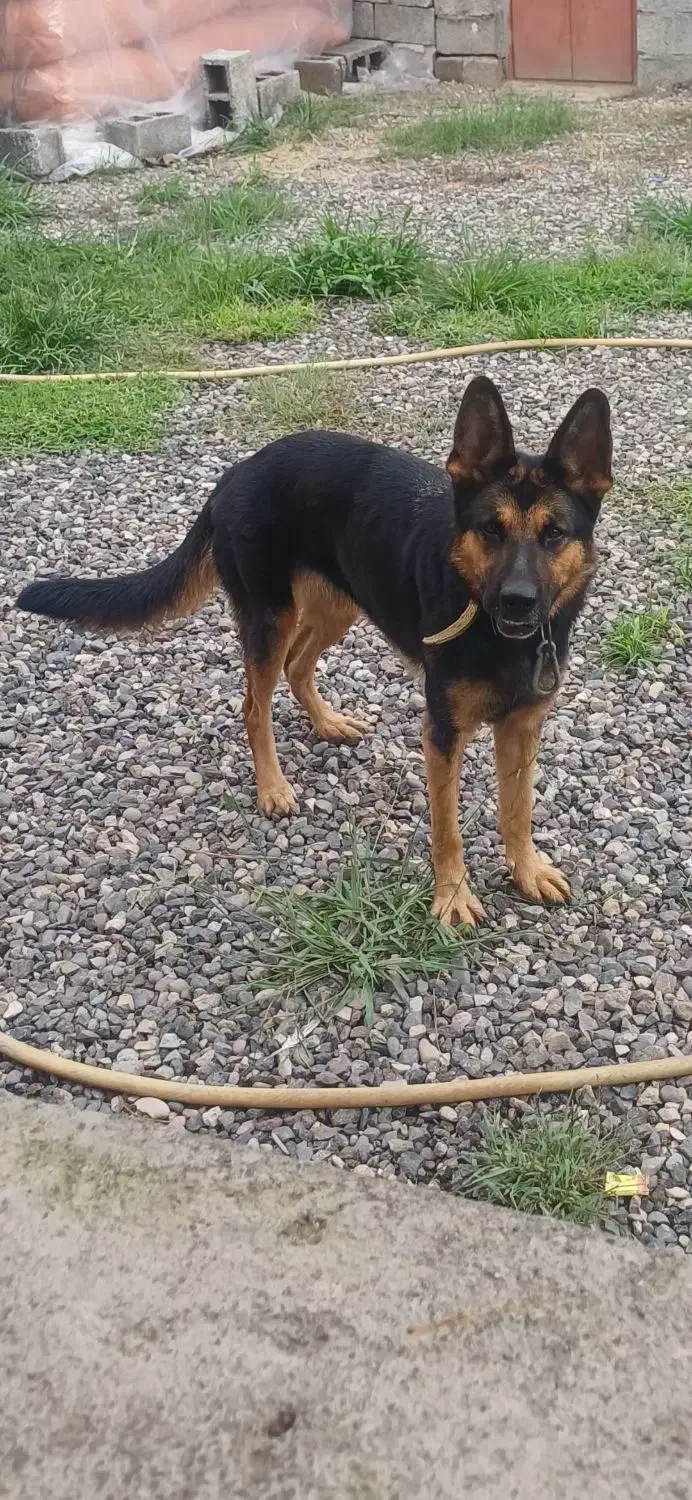 سگ ژرمن|سگ|کوچصفهان, |دیوار