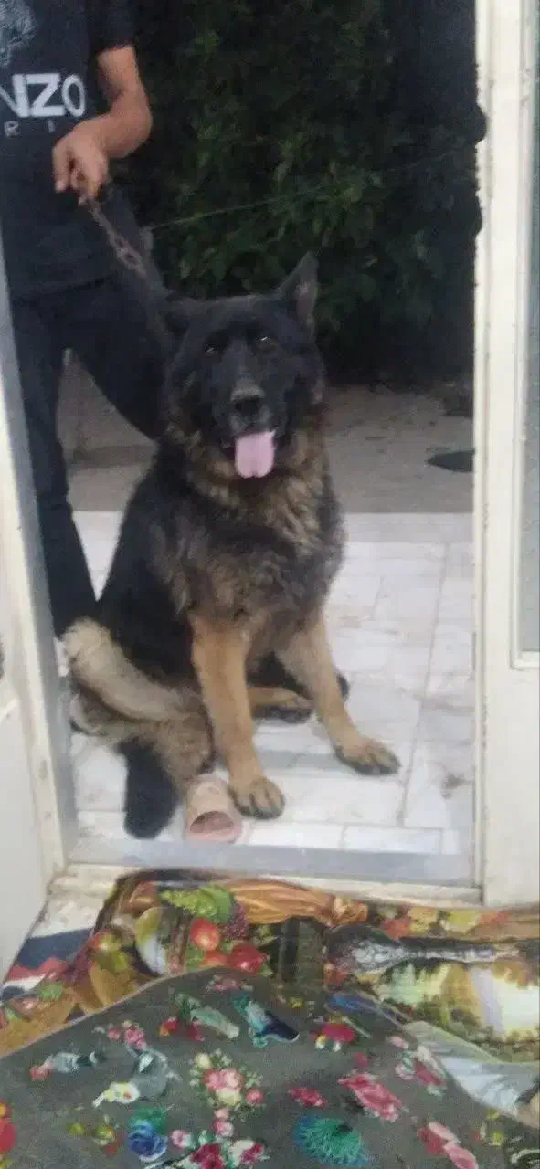 سگ ژرمن شپر|سگ|برخوار, |دیوار