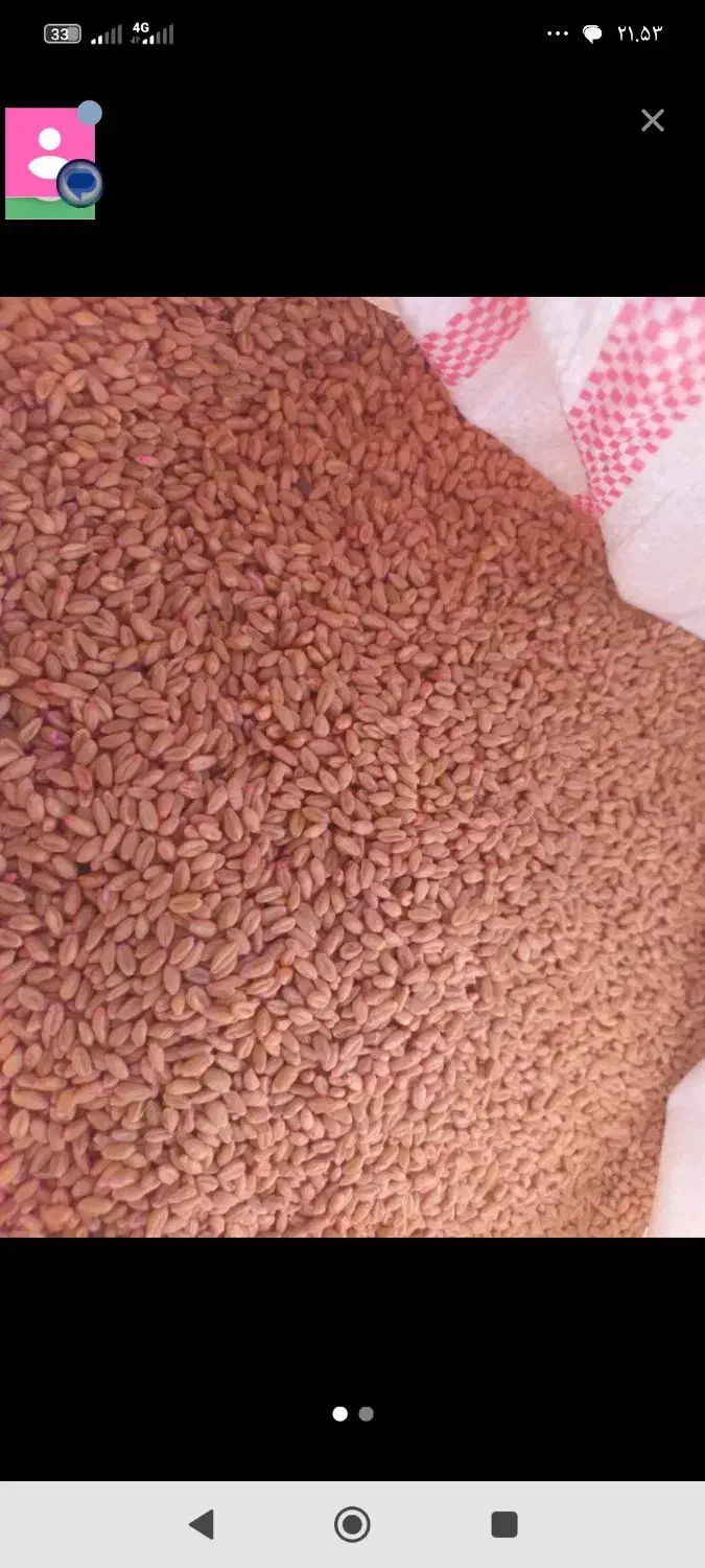 گندم ابی پیشگام|خوردنی و آشامیدنی|گوآور, |دیوار