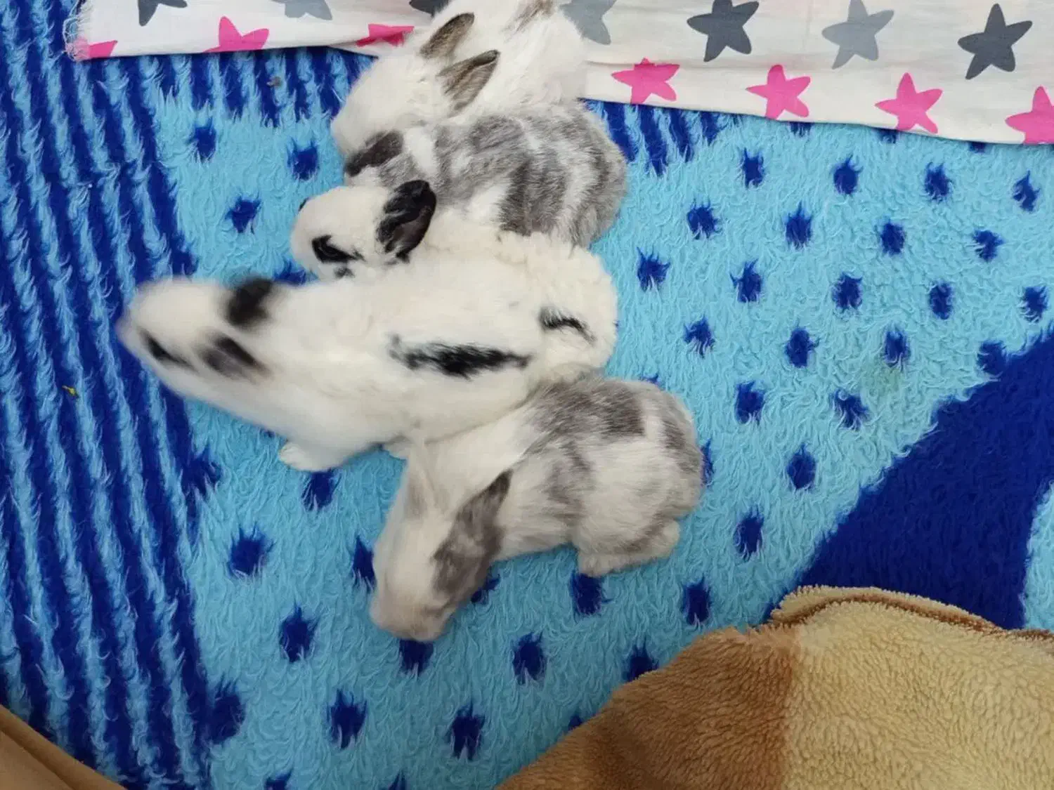 خرگوش|موش و خرگوش|میبد, |دیوار