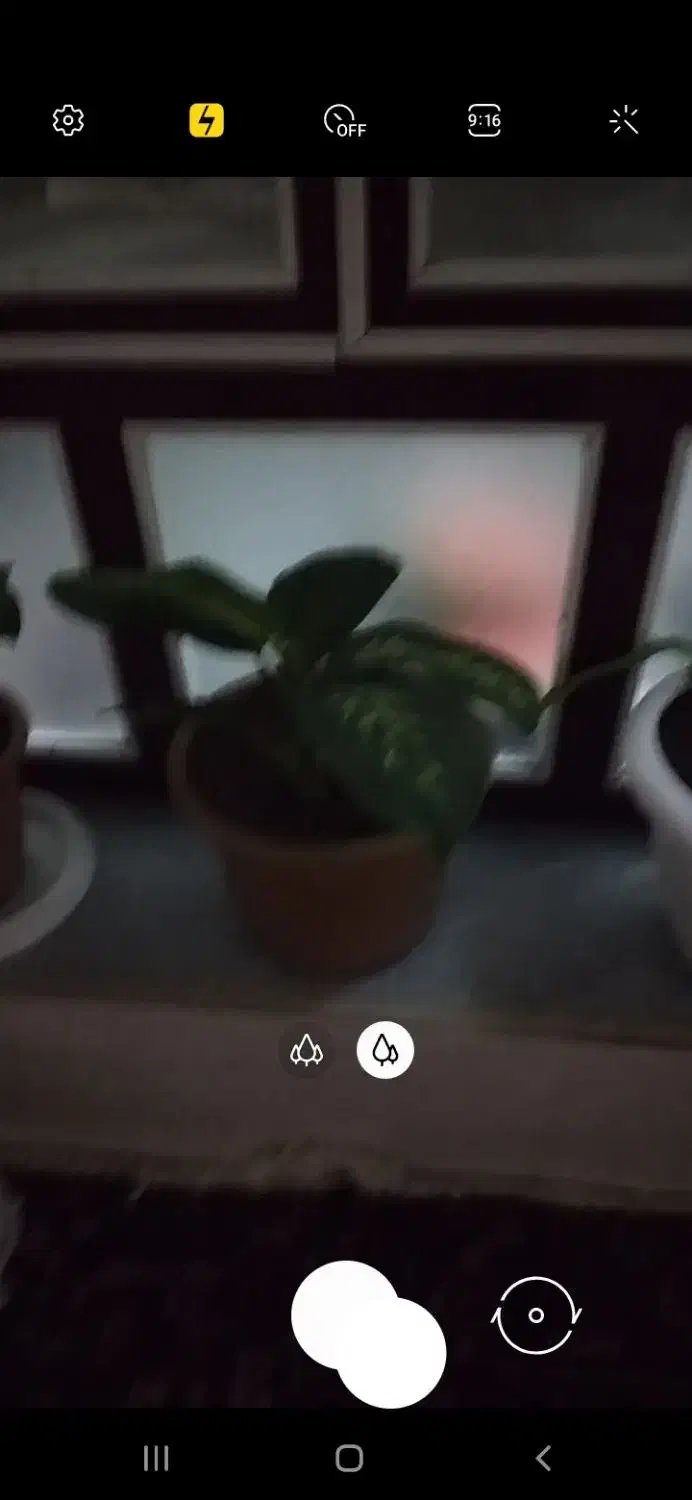 3عدد گل|گل و گیاه طبیعی|بناب, |دیوار