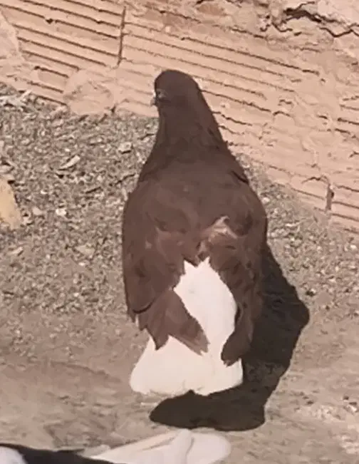 دم‌سفید پرشی|پرنده|فیروزه, |دیوار