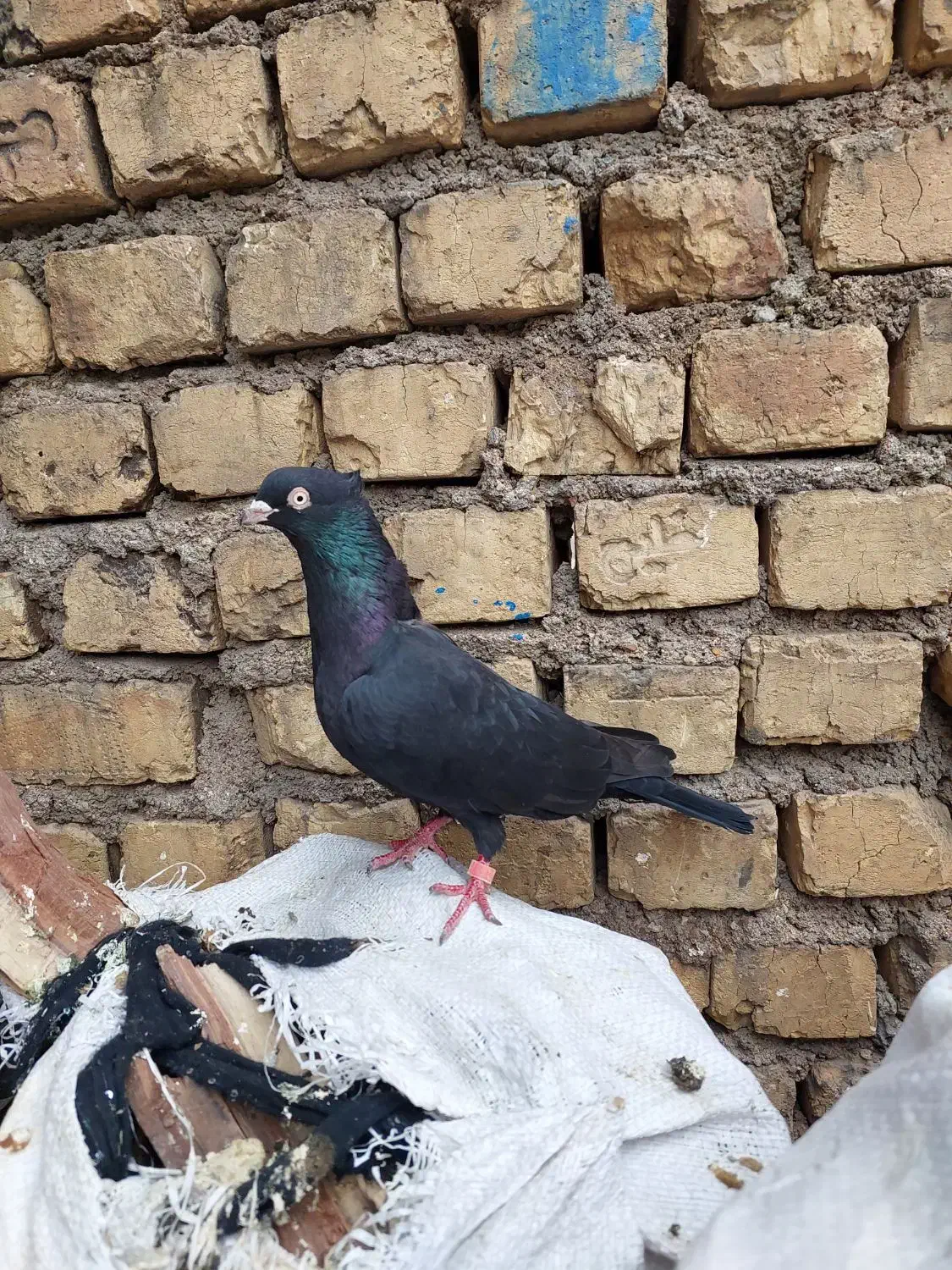 کفتر زاغ|پرنده|بازفت, |دیوار