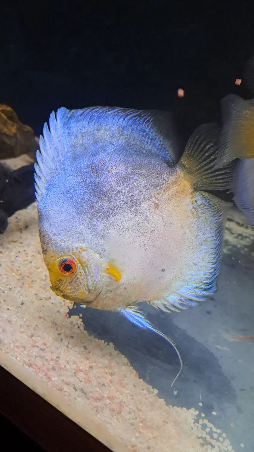 دیسکس|ماهی|شیراز, تندگویان|دیوار