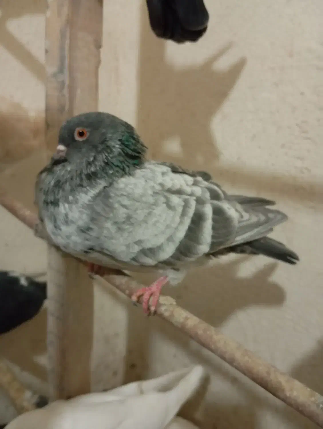 کبوتر شازده سورور سرور سبز کله دار زاغ دم سفید|پرنده|نوبران, |دیوار