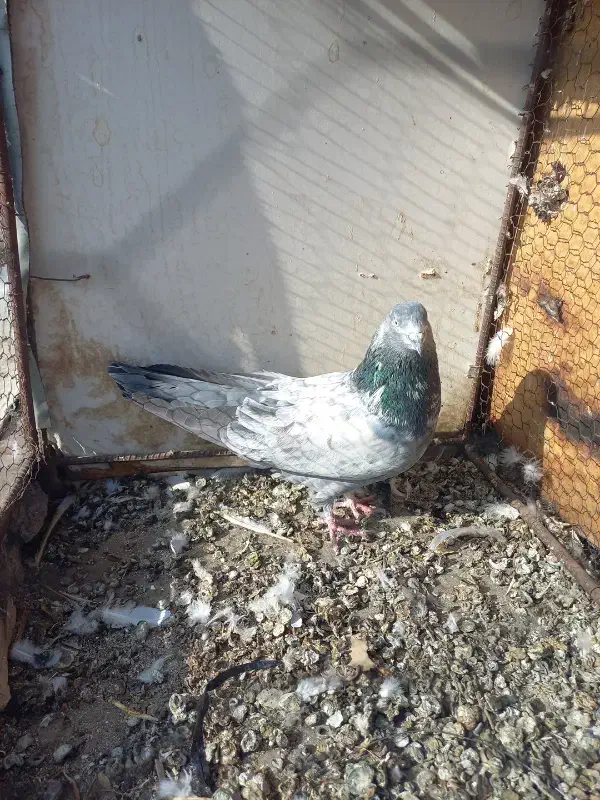 کبوتر|پرنده|همدان, |دیوار