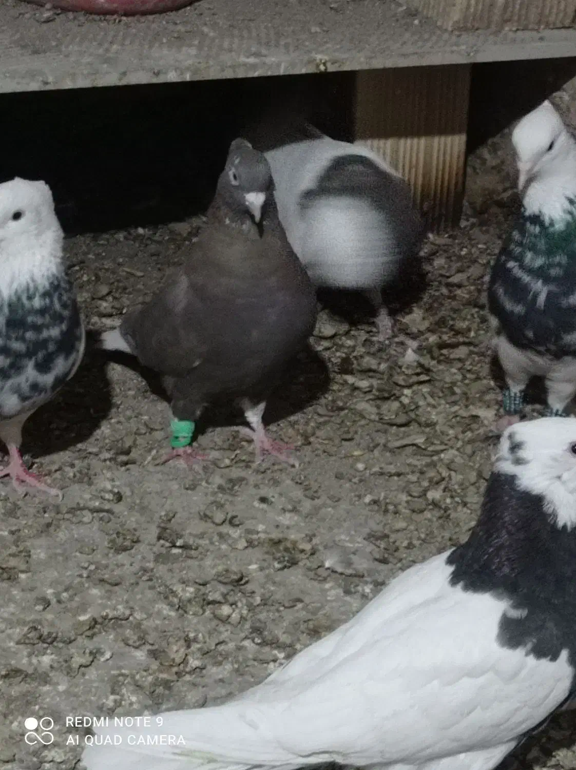 آغ گوروخ|پرنده|سهند, |دیوار