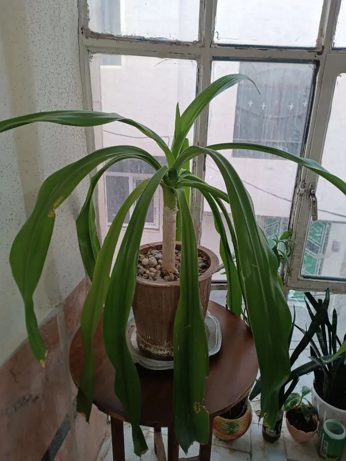 گل با گلدان|گل و گیاه طبیعی|کرج, گلدشت|دیوار