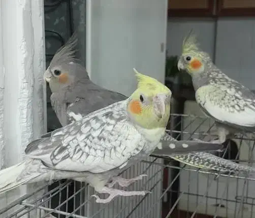 طوطی عروس 2ماهه رام|پرنده|رشت, نظری|دیوار