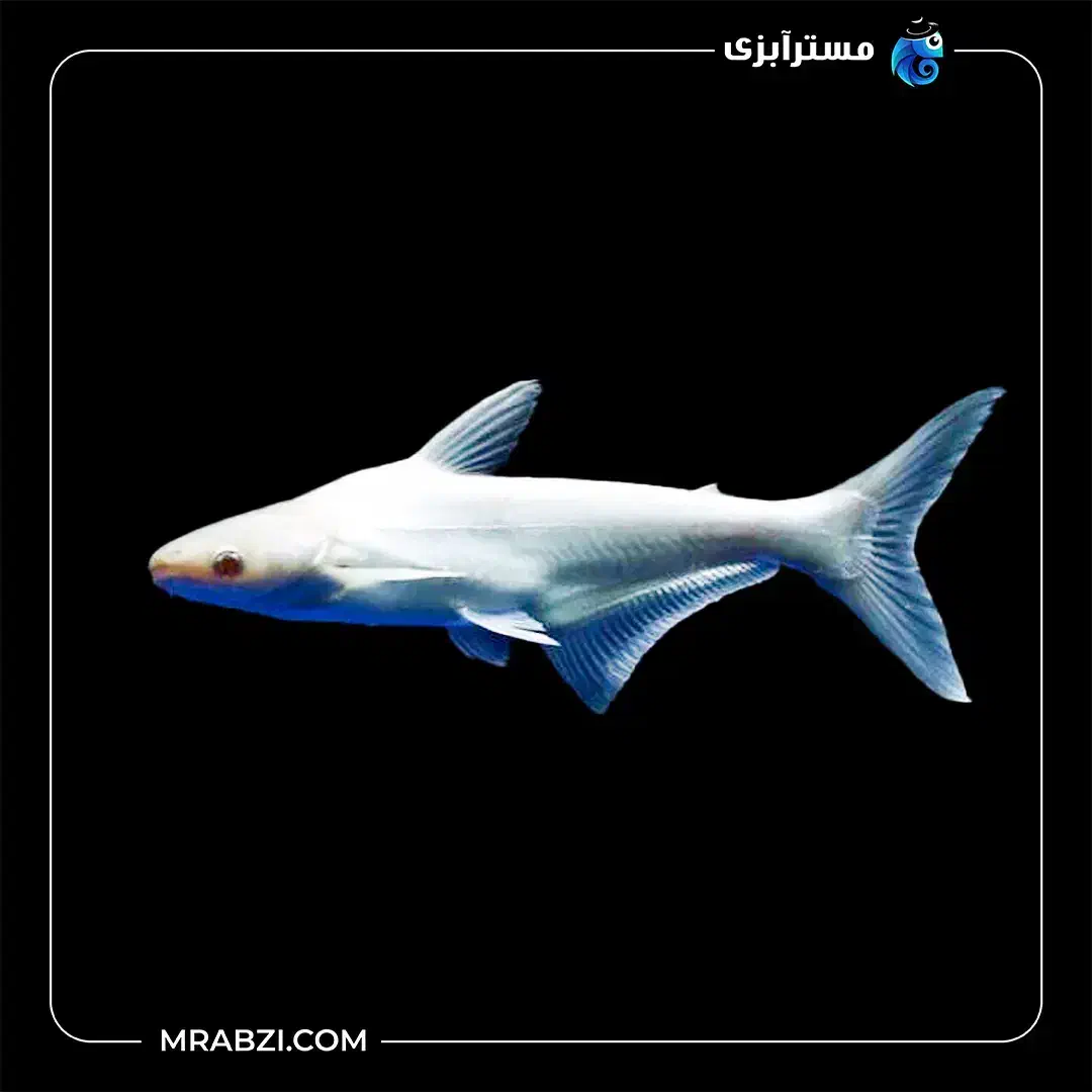 ماهی پنکوس|ماهی|خرمشهر, |دیوار