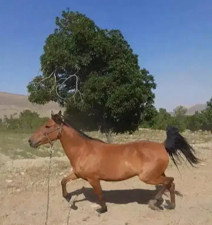 مادیان|اسب و تجهیزات اسب‌سواری|کاشان, کارگر|دیوار