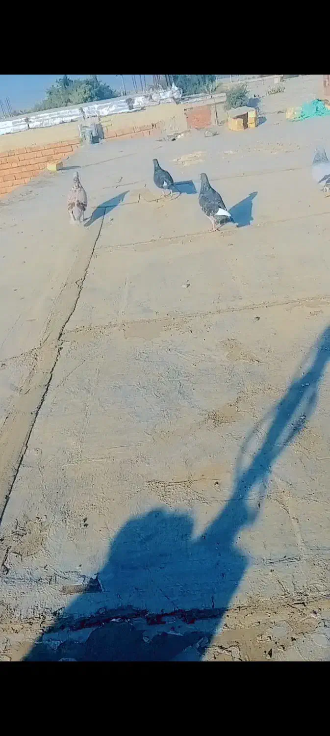 کفتر|پرنده|کهنوج, |دیوار