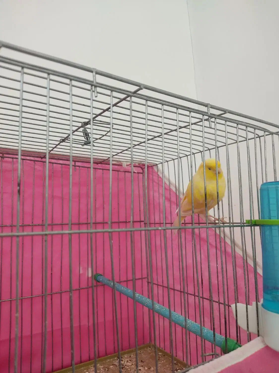 قناری ماده طلایی|پرنده|مبارکه, |دیوار