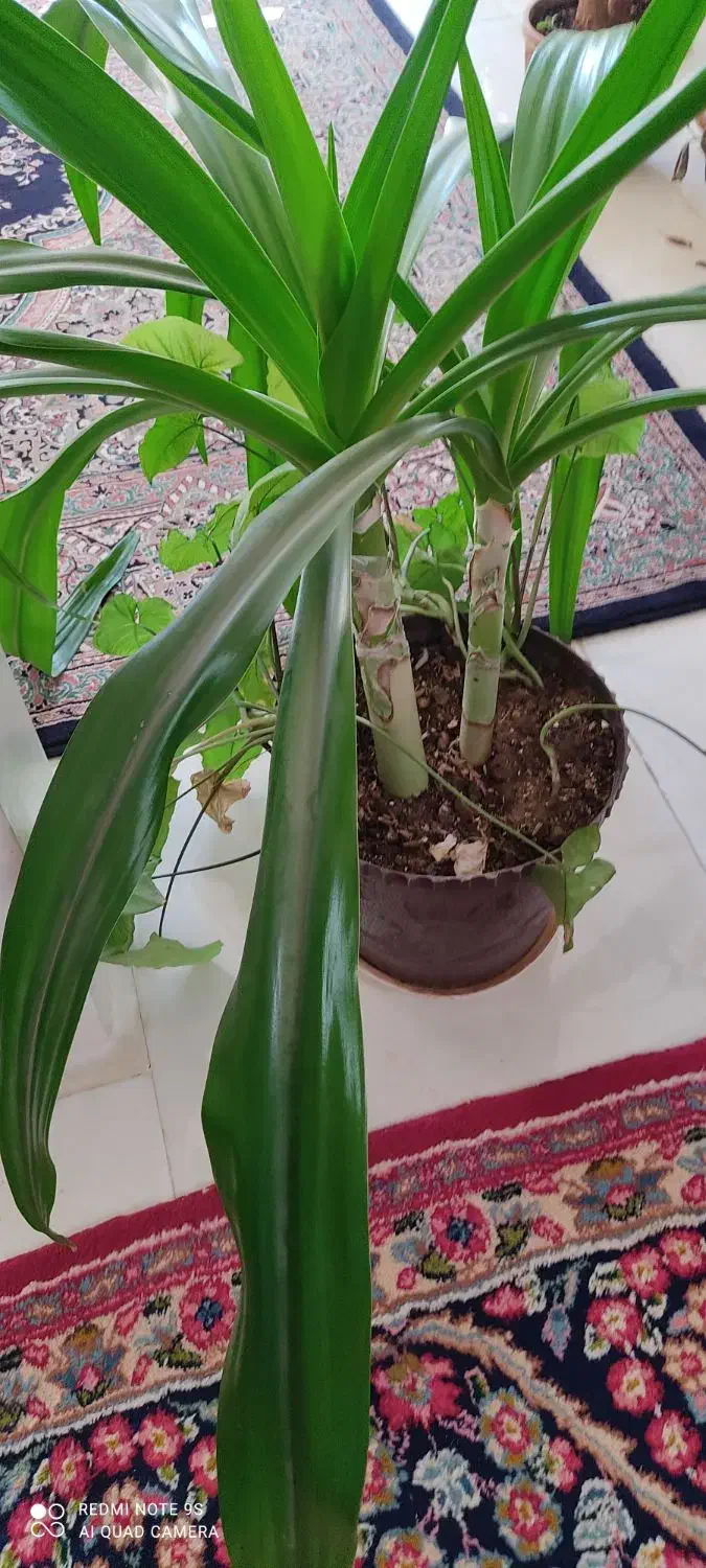 گل موزی|گل و گیاه طبیعی|ماهان, |دیوار