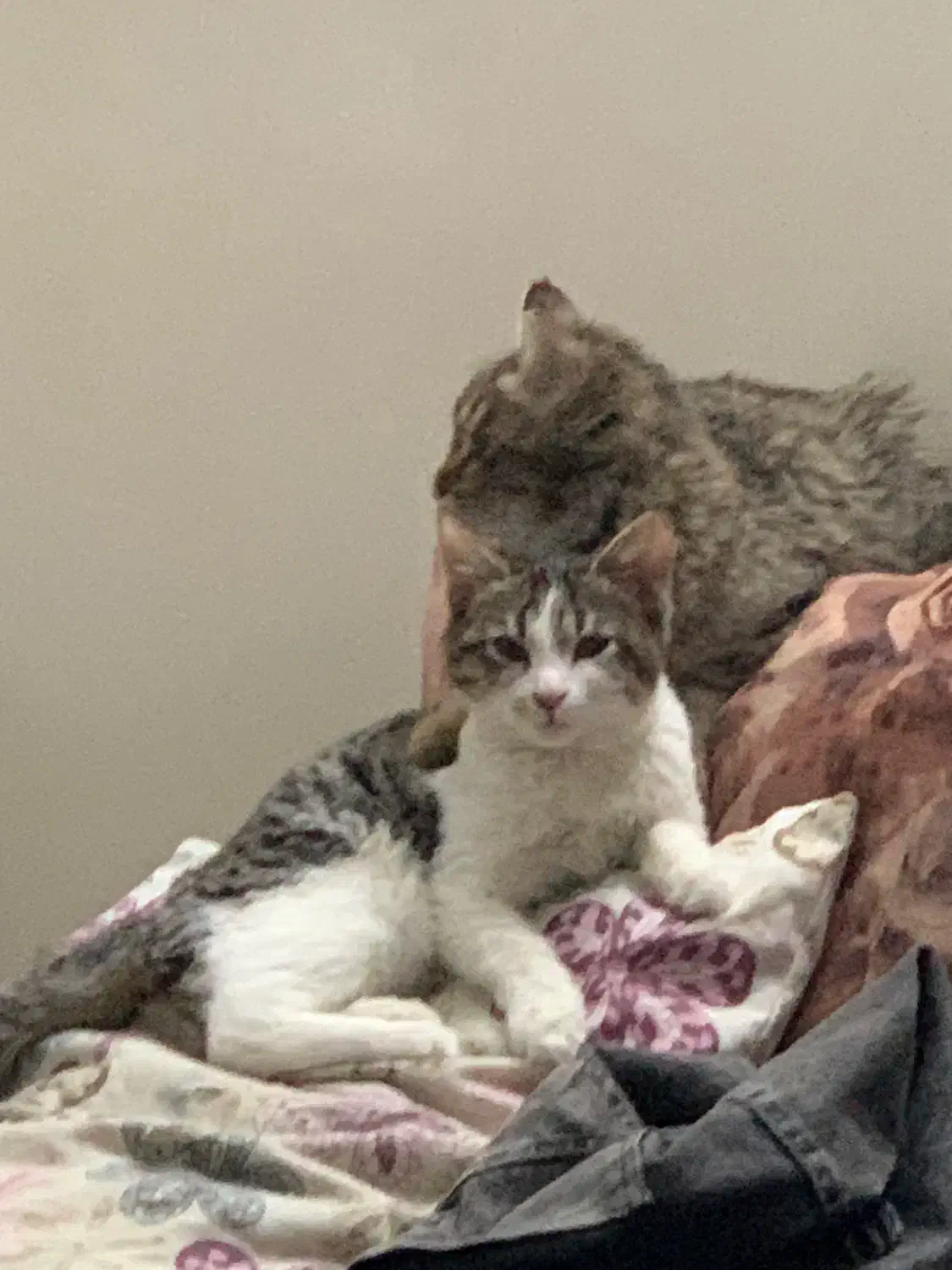 واگذار رایگان گربه|گربه|کرج, شهرک اوج|دیوار